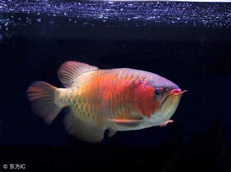 養紅龍風水|養龍魚有哪些風水講究？很多值得注意的地方，別說我。